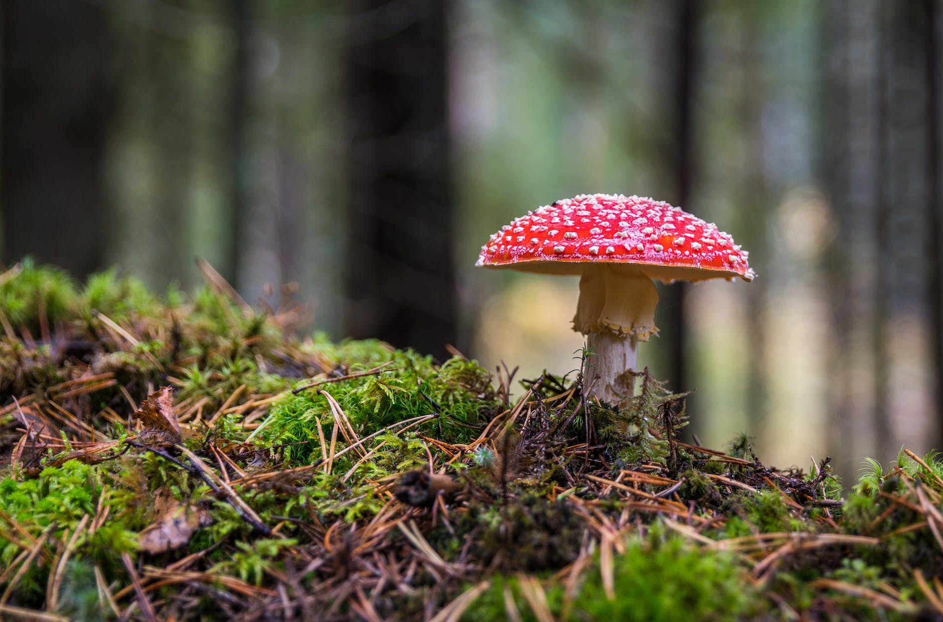 mushroom growing in the woods