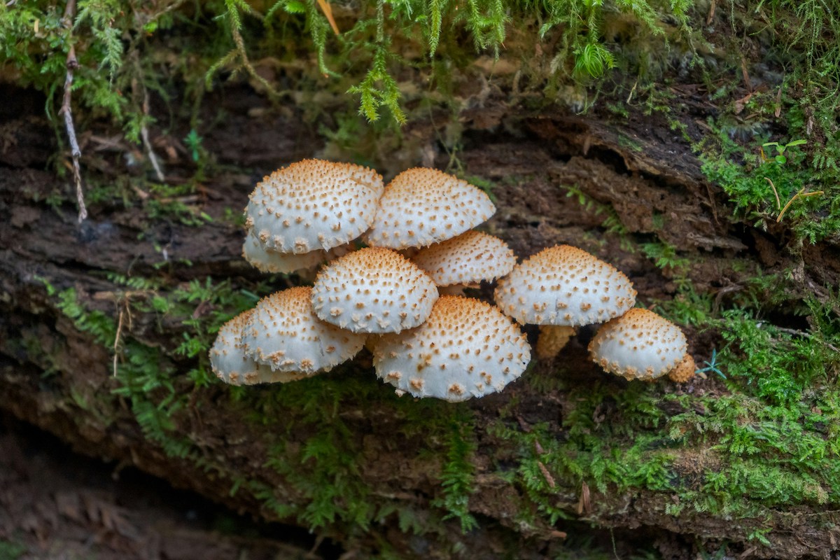 mushrooms growing in the woods